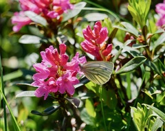 Pieris bryoniae