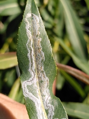 Phyllocnistis saligna