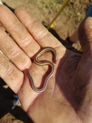 Scelotes bidigittatus