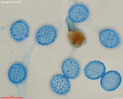 Scutellinia minor