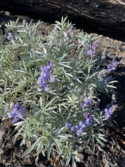 Lupinus obtusilobus