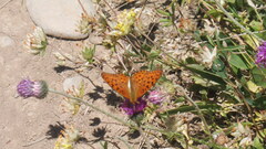Argynnis adippe