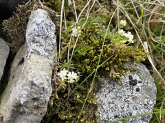 Galium normanii