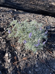Lupinus obtusilobus