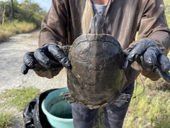 Trachemys decussata