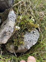 Galium normanii