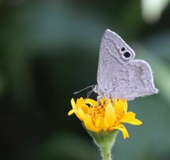 Leptomyrina gorgias sobrina