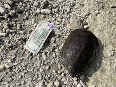 Trachemys decussata