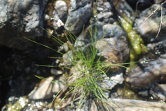 Calliscirpus criniger