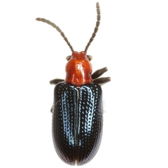 Oulema simulans