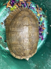 Trachemys decussata