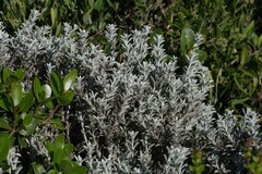 Achyranthemum argenteum