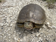 Trachemys decussata