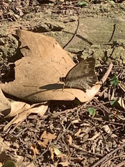 Cissia phronius