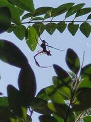 Trichonephila clavipes