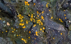 Ramsbottomia crechqueraultii