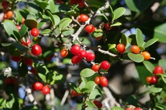 Dovyalis rotundifolia