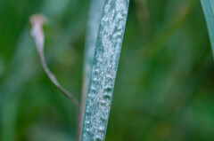 Blumeria graminis