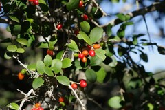 Dovyalis rotundifolia