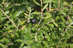 Vaccinium darrowii