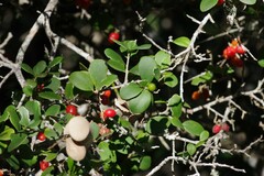 Dovyalis rotundifolia