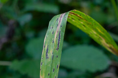 Phyllachora graminis