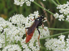 Amblyjoppa fuscipennis