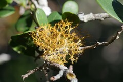 Teloschistes inflatus