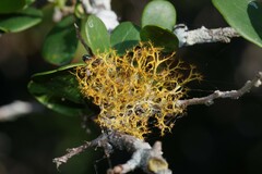 Teloschistes inflatus