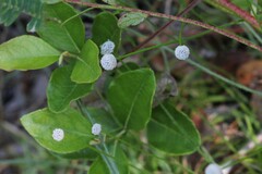 Lachnocaulon