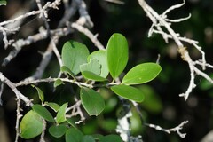 Dovyalis rotundifolia