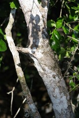 Dovyalis rotundifolia
