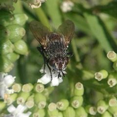 Tachininae