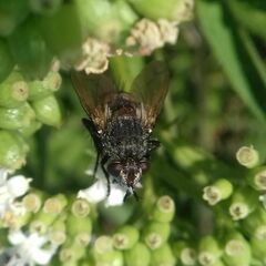 Tachininae