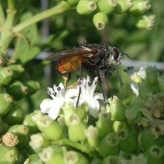 Tachininae