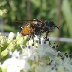 Tachininae
