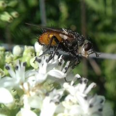 Tachininae