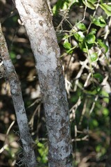 Dovyalis rotundifolia