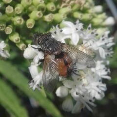 Tachininae