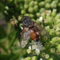 Tachininae