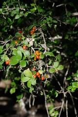 Dovyalis rotundifolia