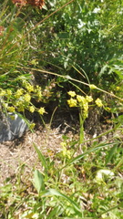 Bupleurum ranunculoides