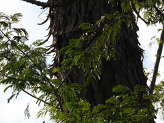 Parapiptadenia rigida