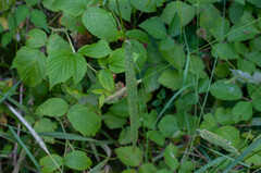 Phyllachora graminis