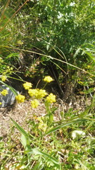 Bupleurum ranunculoides