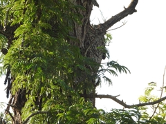 Parapiptadenia rigida