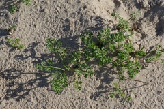 Dasispermum suffruticosum