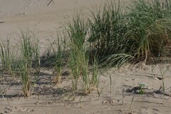 Thinopyrum distichum