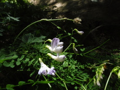 Vicia sylvatica
