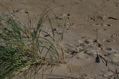 Thinopyrum distichum